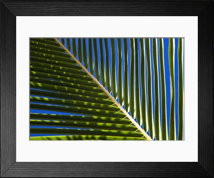 Framed Print : North America, USA, Hawaii, Oahu. Palm leaf with shadows Framed Print : North America, USA, Hawaii, Oahu. Palm leaf with shadows