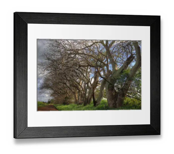 Framed Print : North America, USA, Hawaii, Maui. Trees lining a plantation road Framed Print : North America, USA, Hawaii, Maui. Trees lining a plantation road
