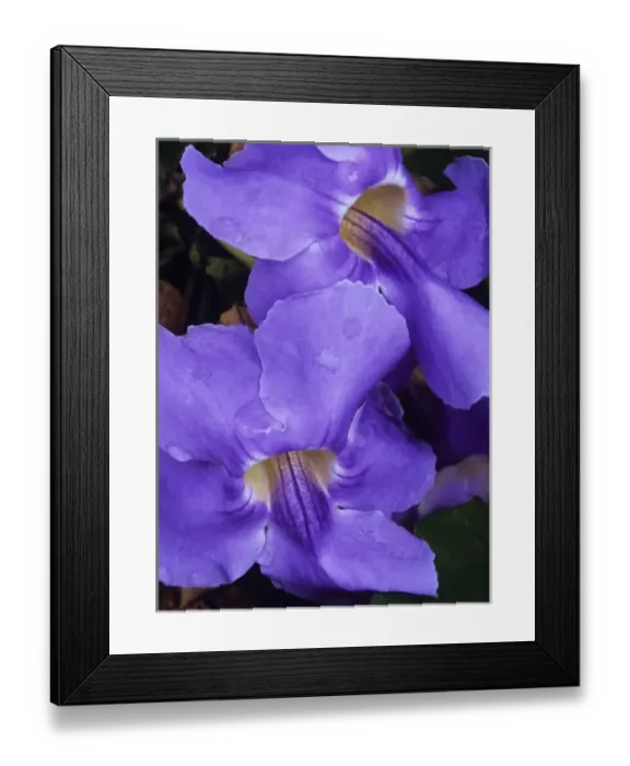 Framed Print : Purple Hawaiian flower Framed Print : Purple Hawaiian flower