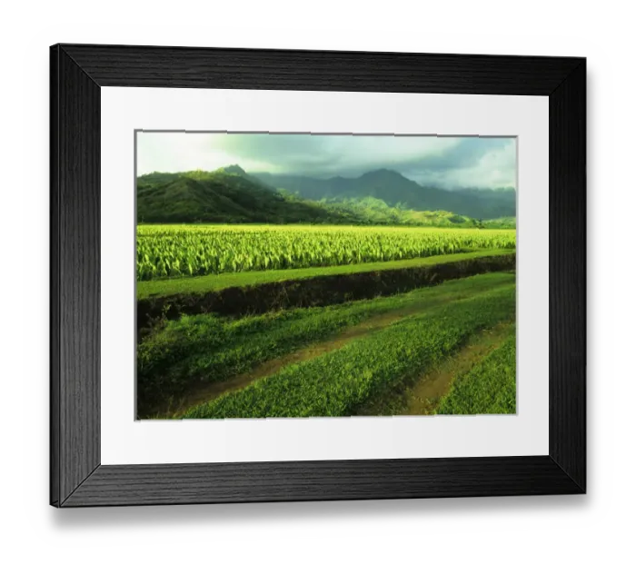 Framed Print : Pacific, Mid-Pacific, Mid-Pac, United States, Hawaii, Kauai, Lush valley of taro fields Framed Print : Pacific, Mid-Pacific, Mid-Pac, United States, Hawaii, Kauai, Lush valley of taro fields