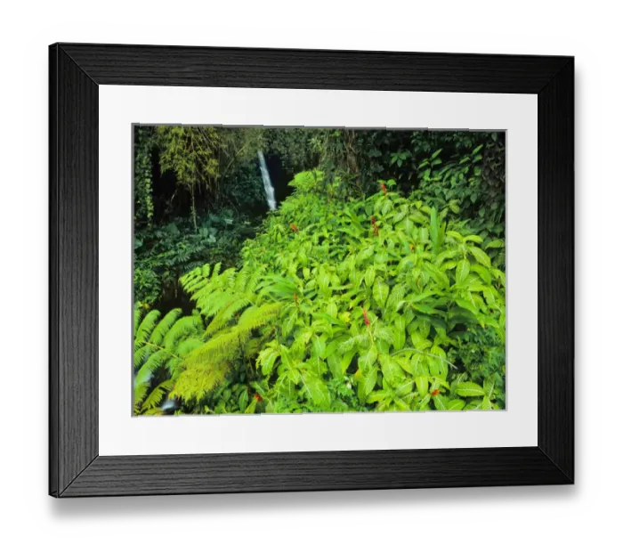 Framed Print : Pacific, Mid-Pacific, Mid-Pac, Hawaii, Big Island, Hilo, Akaka Falls State Park