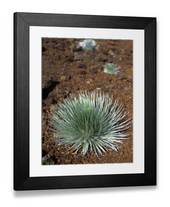 Framed Print : Pacific, Mid-Pacific, Mid-Pac, Hawaii, Maui, Haleakala National Park, Volcano, National Park Framed Print : Pacific, Mid-Pacific, Mid-Pac, Hawaii, Maui, Haleakala National Park, Volcano, National Park