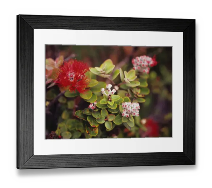 Framed Print : Pacific, Mid-Pacific, Mid-Pac, Hawaii, Big Island, Hawaii Volcanoes National Park Framed Print : Pacific, Mid-Pacific, Mid-Pac, Hawaii, Big Island, Hawaii Volcanoes National Park