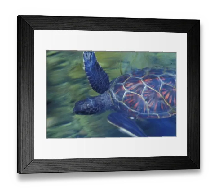 Framed Print : Hawaii Sea turtle Framed Print : Hawaii Sea turtle