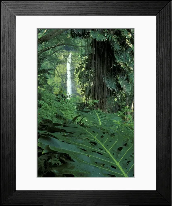 Framed Print : Hawaii Tropical forest with falls Framed Print : Hawaii Tropical forest with falls