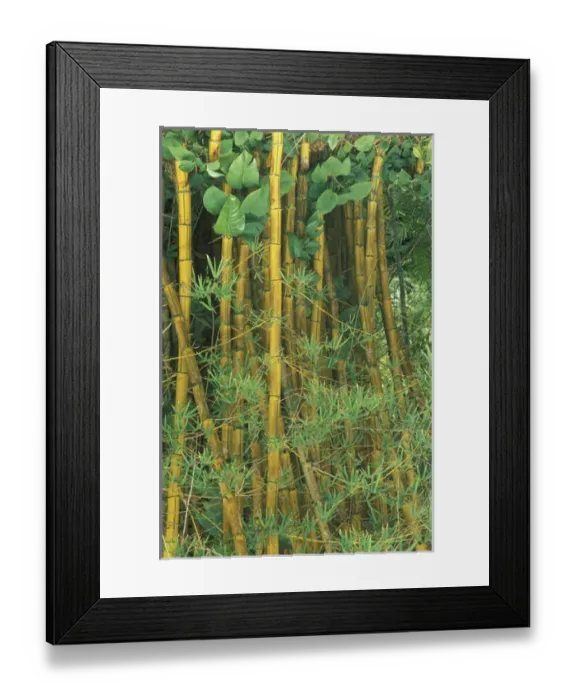 Framed Print : Hawaii Bamboo forest
