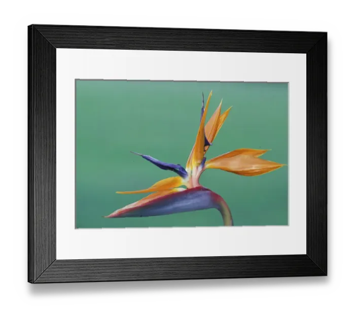 Framed Print : Hawaii Tropical flower - Bird of Paradise Framed Print : Hawaii Tropical flower - Bird of Paradise