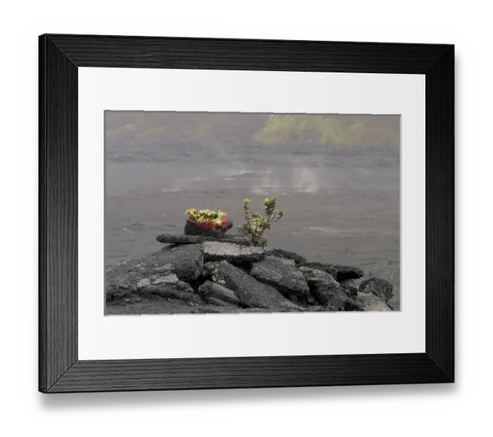 Framed Print : N. A. USA, Hawaii, Big Island, Hawaii Volcanoes Nat l Park Wreath of Ohi a Iehua Framed Print : N. A. USA, Hawaii, Big Island, Hawaii Volcanoes Nat l Park Wreath of Ohi a Iehua