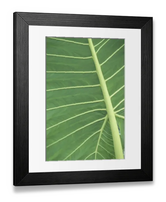 Framed Print : N. A. USA, Hawaii, Maui, Hana Viens of Elephant Ear palm leaf Framed Print : N. A. USA, Hawaii, Maui, Hana Viens of Elephant Ear palm leaf