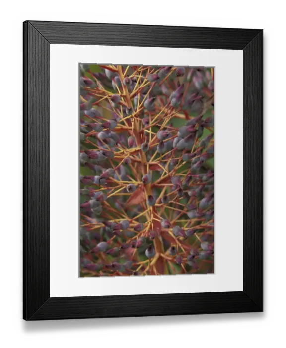 Framed Print : N. A. USA, Hawaii, Maui Bromeliad plant