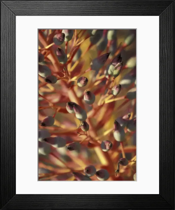 Framed Print : N. A. USA, Hawaii, Maui Bromeliad plant (close up)