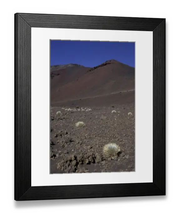 Framed Print : N. A. USA, Hawaii, Maui, Haleakala Nat l Park Rare Ahinahina (silversword) Framed Print : N. A. USA, Hawaii, Maui, Haleakala Nat l Park Rare Ahinahina (silversword)