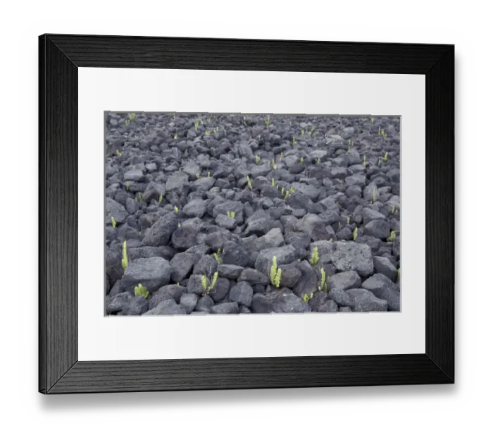 Framed Print : N. A. USA, Hawaii, Big Island Fern sprouts poke through rocky A a lava