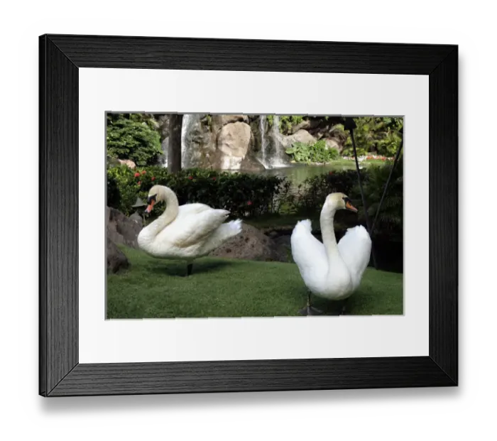 Framed Print : Maui, Hawaii, United States. White swans Framed Print : Maui, Hawaii, United States. White swans