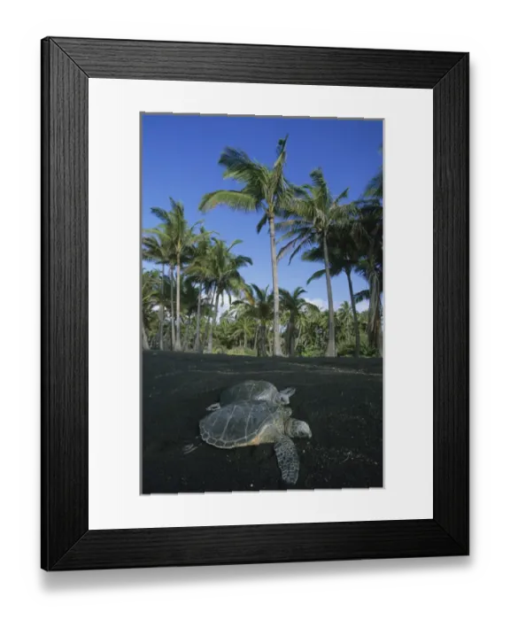 Framed Print : USA, Hawai i, Hawaiian Green Sea Turtle, (Chelonia mydas), endangered, Punalu u