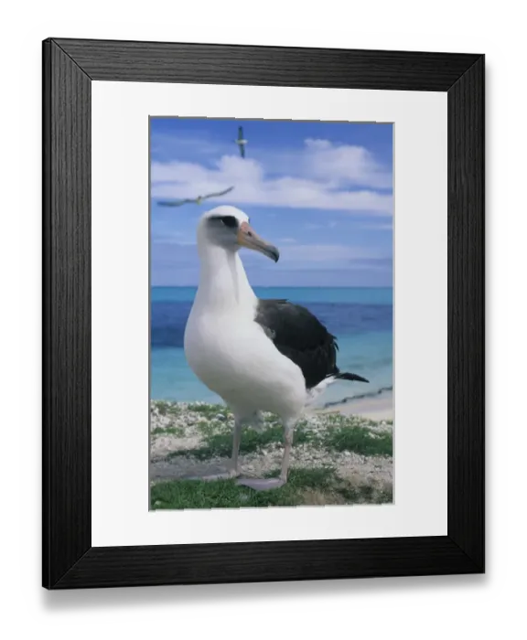 Framed Print : Laysan Albatross, (Diomedea immutabilis), Midway Atoll, NW Hawaiian Island