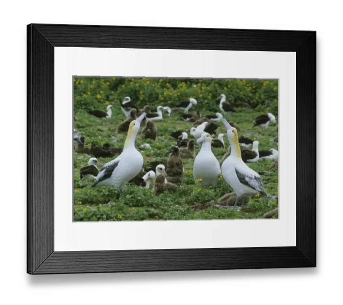 Framed Print : Short-tailed Albatross, (Diomedea albatrus), decoys to lure birds to eastern island Framed Print : Short-tailed Albatross, (Diomedea albatrus), decoys to lure birds to eastern island