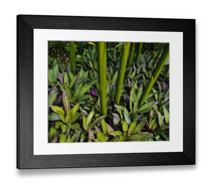 Framed Print : Purple fringe ground cover with stalks, Poipu, ffKauai, Hawaii Framed Print : Purple fringe ground cover with stalks, Poipu, ffKauai, Hawaii