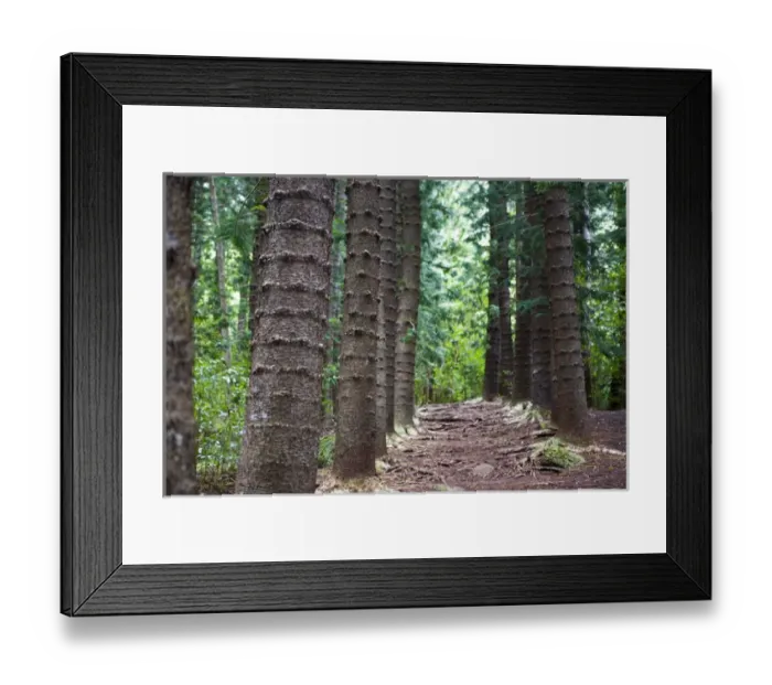 Framed Print : USA, Hawaii. The Nounou Mountain hiking trail is one of the most famous in Kauai Framed Print : USA, Hawaii. The Nounou Mountain hiking trail is one of the most famous in Kauai
