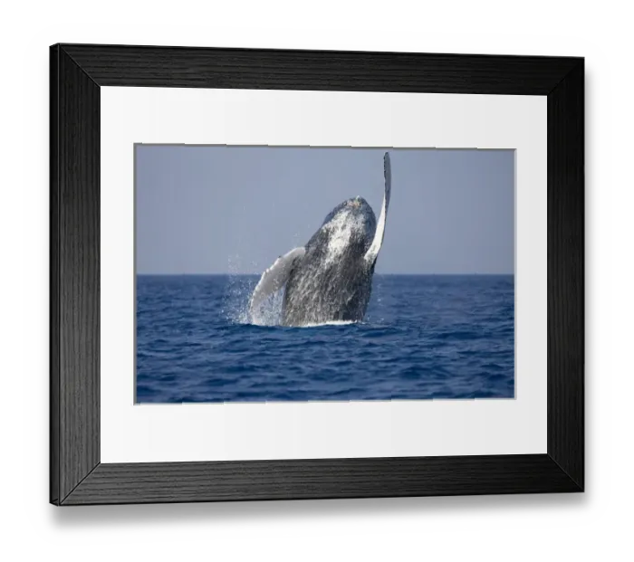 Framed Print : USA, Hawaii, Big Island, Humpback Whale (Megaptera novaengliae) breaching in Pacific