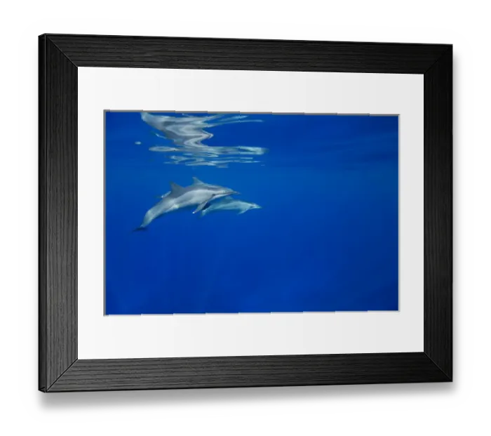 Framed Print : USA, Hawaii, Big Island, Underwater view of Spinner Dolphins (Stenella longirostris)