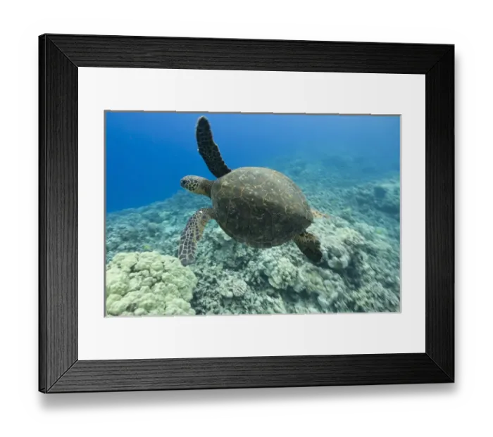Framed Print : USA, Hawaii, Big Island, Underwater view of Green Sea Turtle (Chelonia mydas) swimming