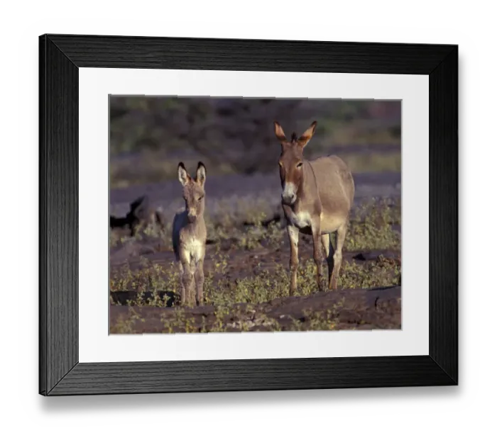 Framed Print : USA, Hawaii, Big Island, Wild Donkeys Framed Print : USA, Hawaii, Big Island, Wild Donkeys
