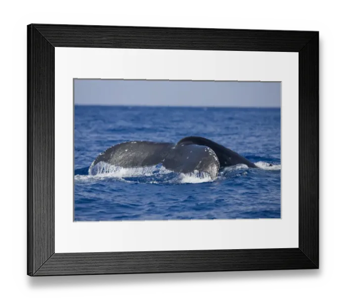 Framed Print : USA, Hawaii, Big Island, Water drips from tail of Humpback Whale (Megaptera novaengliae) Framed Print : USA, Hawaii, Big Island, Water drips from tail of Humpback Whale (Megaptera novaengliae)