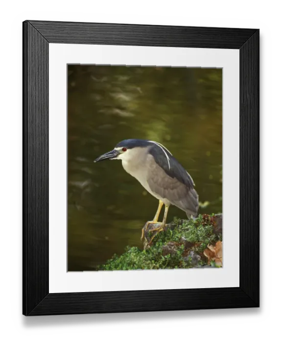 Framed Print : USA, Hawaii, Big Island, North Kona, Night Heron