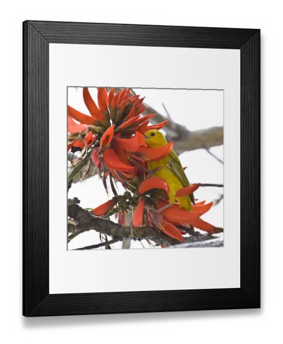 Framed Print : A Saffron Finch in an Indian Coral Tree on the big Island of Hawaii