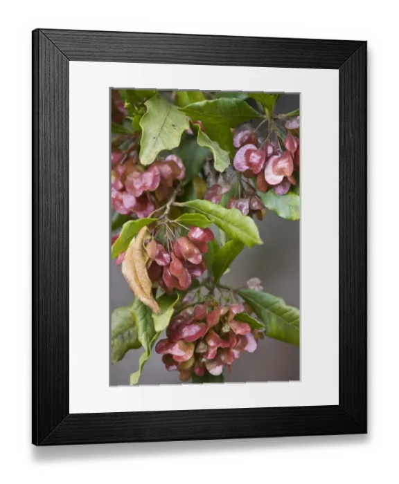 Framed Print : Flowering tree. Mauna Loa. Hawaii Framed Print : Flowering tree. Mauna Loa. Hawaii