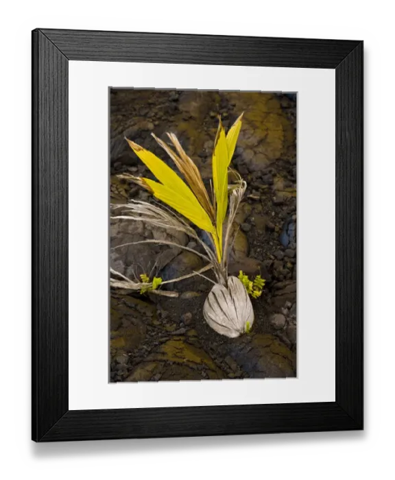 Framed Print : A new palm grows from a coconut embedded in Pahoehoe lava in Volcanoes NP on Framed Print : A new palm grows from a coconut embedded in Pahoehoe lava in Volcanoes NP on