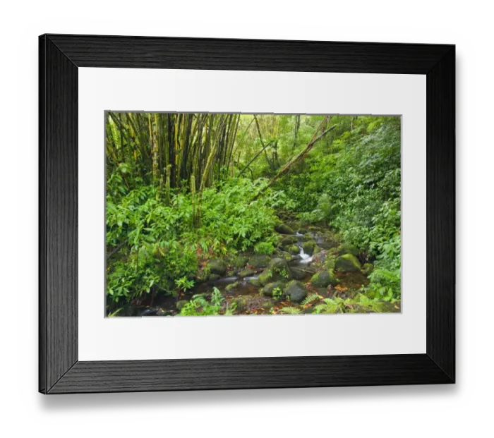 Framed Print : USA. Hawaii. A stream courses through tropical vegetation on the Big Island of Hawaii Framed Print : USA. Hawaii. A stream courses through tropical vegetation on the Big Island of Hawaii