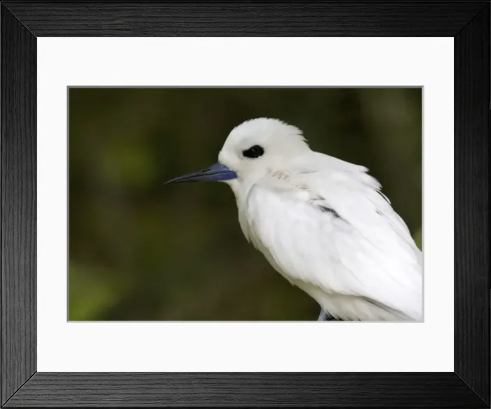 Framed Print : North America, Northwestern Hawaiian Islands, Midway Atoll. White tern Framed Print : North America, Northwestern Hawaiian Islands, Midway Atoll. White tern