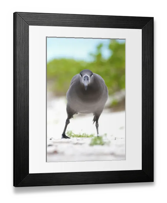 Framed Print : North America, Northwestern Hawaiian Islands, Midway Atoll. Black-footed Albatross