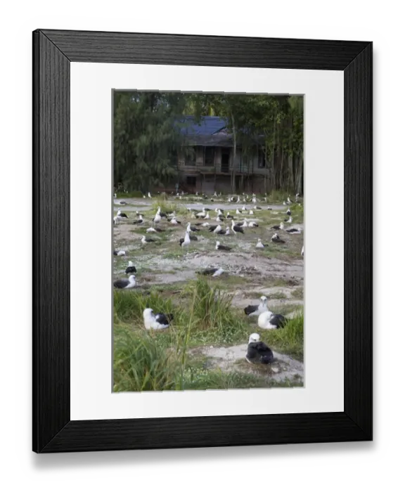 Framed Print : North America, Northwestern Hawaiian Islands, Midway Atoll. Laysan Albatross colony Framed Print : North America, Northwestern Hawaiian Islands, Midway Atoll. Laysan Albatross colony