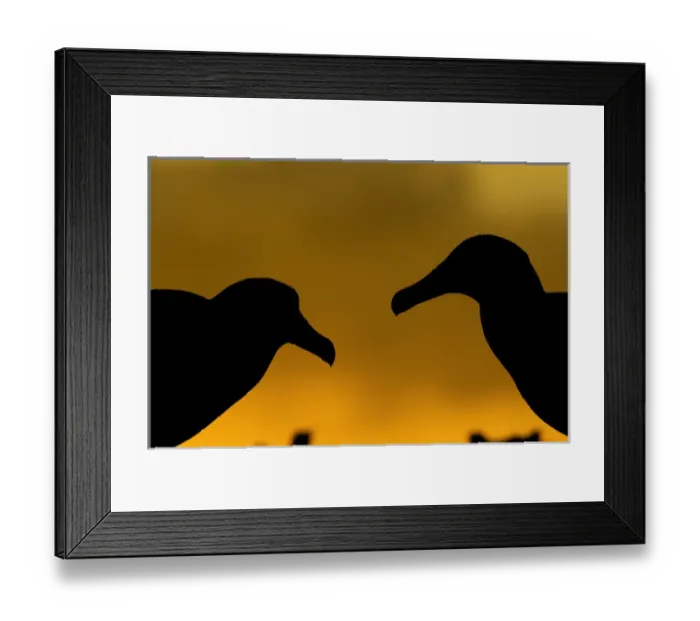 Framed Print : North America, Northwestern Hawaiian Islands, Midway Atoll. Laysan Albatross silhouettes Framed Print : North America, Northwestern Hawaiian Islands, Midway Atoll. Laysan Albatross silhouettes