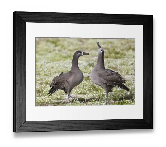 Framed Print : North America, Northwestern Hawaiian Islands, Midway Atoll. Black-footed Albatross Framed Print : North America, Northwestern Hawaiian Islands, Midway Atoll. Black-footed Albatross