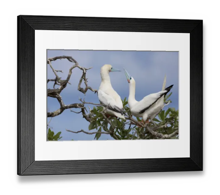 Framed Print : North America, Northwestern Hawaiian Islands, Midway Atoll. Red-footed booby courtship