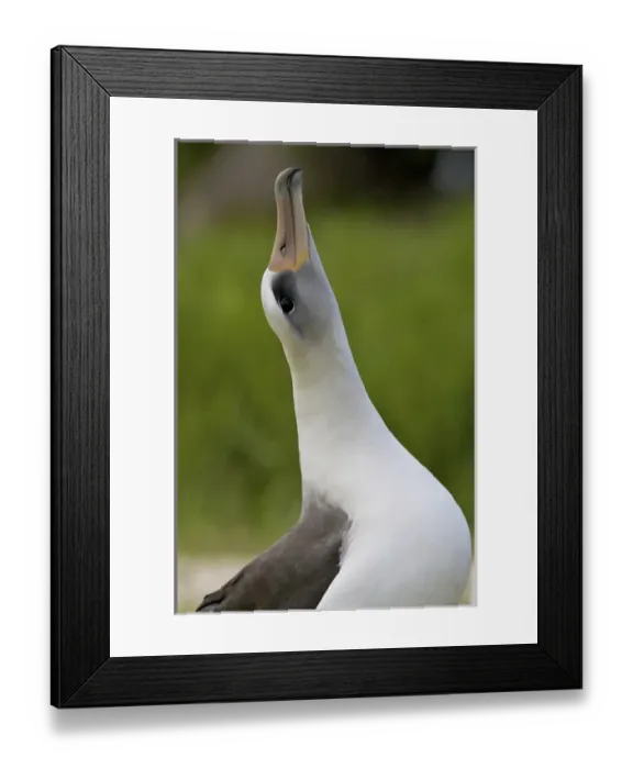 Framed Print : North America, Northwestern Hawaiian Islands, Midway Atoll. Laysan Albatross sky pointing Framed Print : North America, Northwestern Hawaiian Islands, Midway Atoll. Laysan Albatross sky pointing