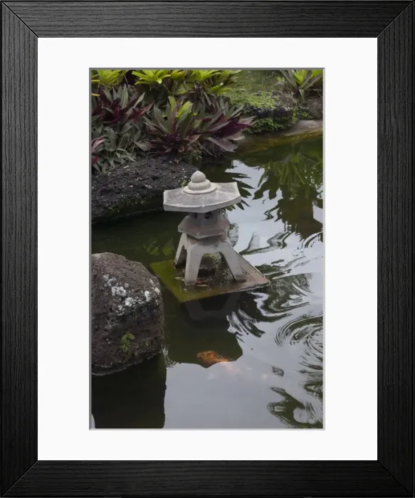 Framed Print : USA, Hawaii, Kauai, Chinese garden with koi Framed Print : USA, Hawaii, Kauai, Chinese garden with koi