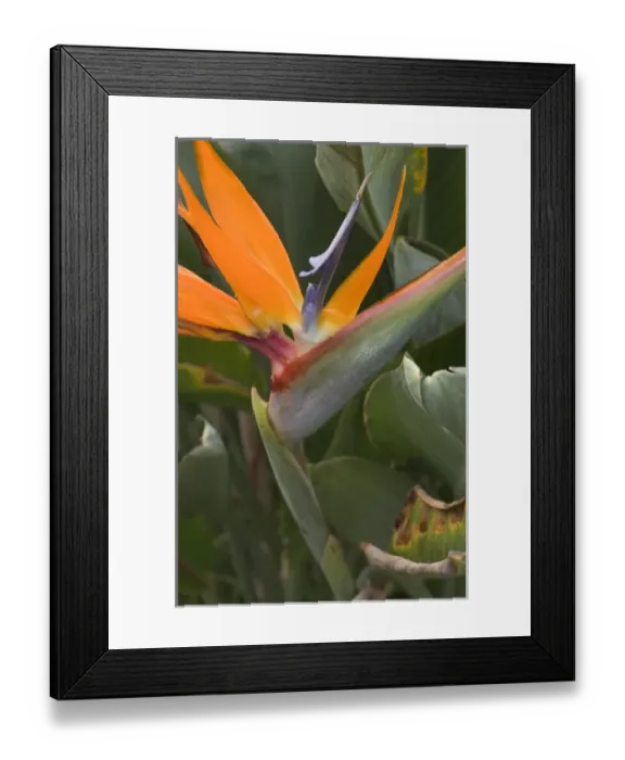 Framed Print : USA, Hawaii, Kauai, Bird of Paradise Framed Print : USA, Hawaii, Kauai, Bird of Paradise