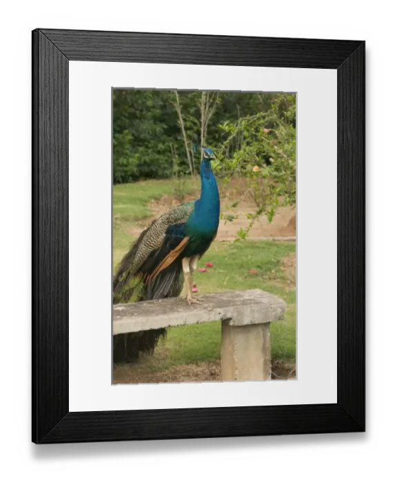 Framed Print : USA, Hawaii, Kauai, peacock at the Smith Family Luau Garden Grounds