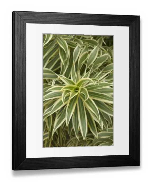 Framed Print : USA, Hawaii, Kauai, Song of India Dracaena Framed Print : USA, Hawaii, Kauai, Song of India Dracaena