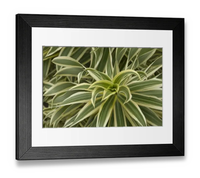 Framed Print : USA, Hawaii, Kauai, Song of India Framed Print : USA, Hawaii, Kauai, Song of India
