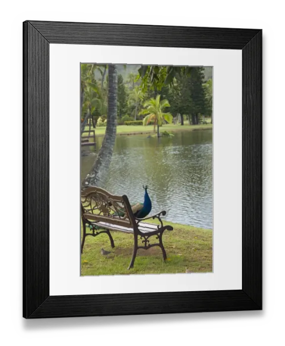 Framed Print : USA, Hawaii, Kauai, peacock at the Smith Family Luau Garden Grounds