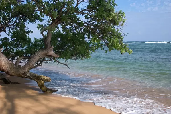 USA, Hawaii, Kauai, beach scenic. (RF)
