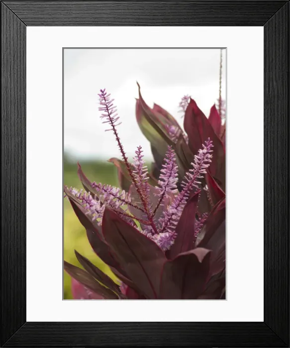 Framed Print : USA, Hawaii, Kauai, tropical foliage Framed Print : USA, Hawaii, Kauai, tropical foliage