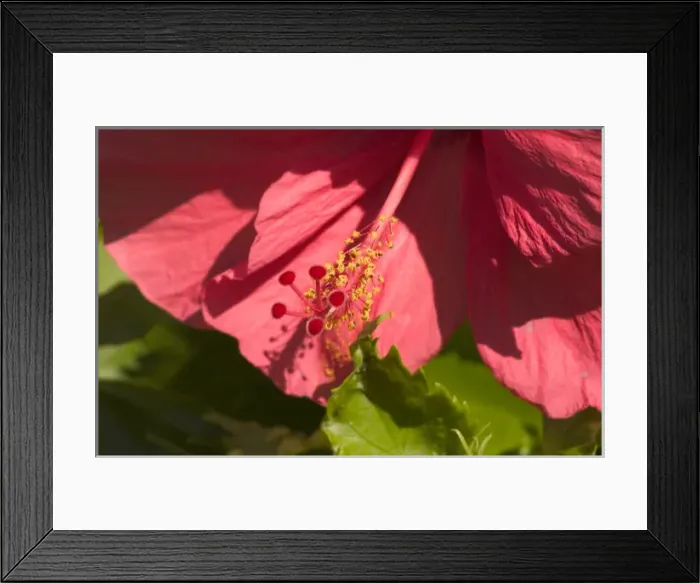 Framed Print : USA, Hawaii, Kauai, pink Hybiscus flower Framed Print : USA, Hawaii, Kauai, pink Hybiscus flower