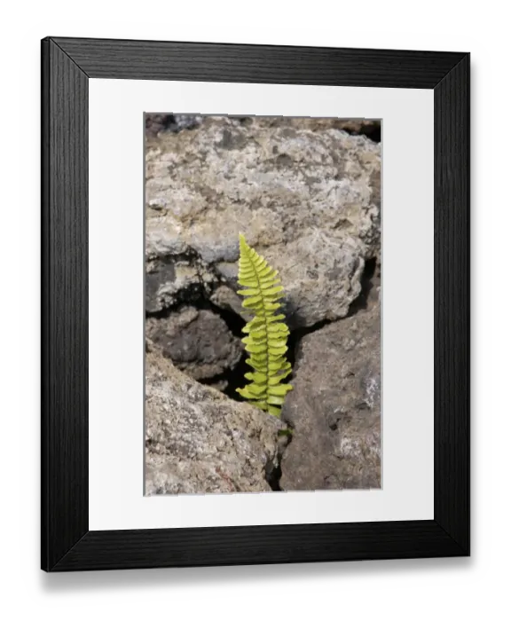 Framed Print : USA, Hawaii, Big Island, lava fields near Kona Framed Print : USA, Hawaii, Big Island, lava fields near Kona